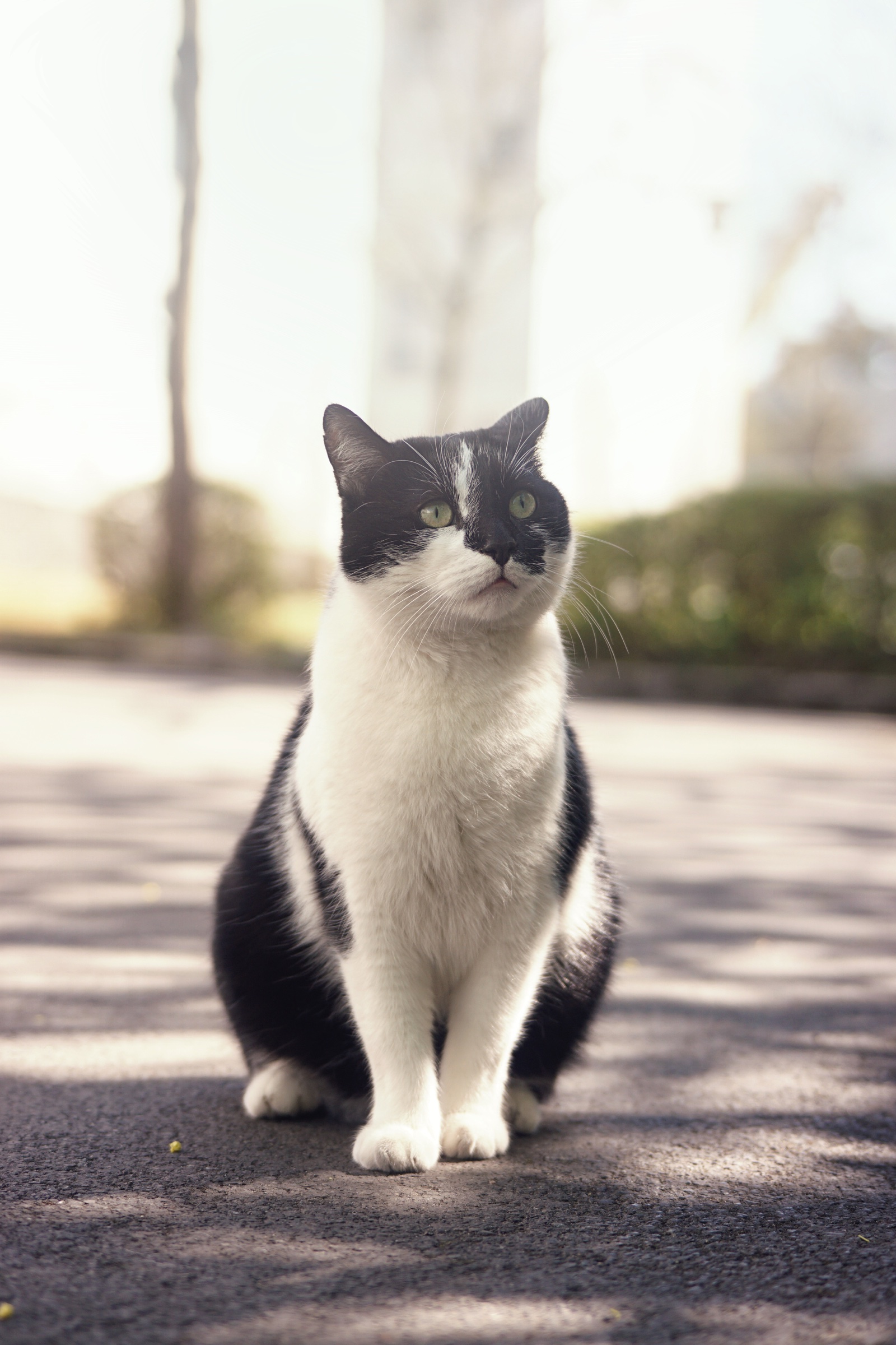 Le Chat d'EDHEC series cover